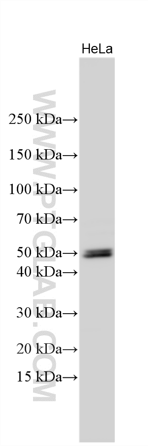 Western Blot (WB) analysis of various lysates using GPR180 Polyclonal antibody (16691-1-AP)