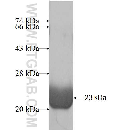 GPR180 fusion protein Ag10052 SDS-PAGE