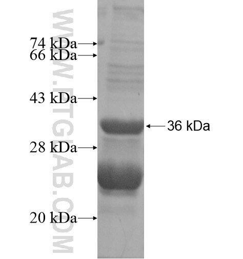 GPR182 fusion protein Ag14251 SDS-PAGE