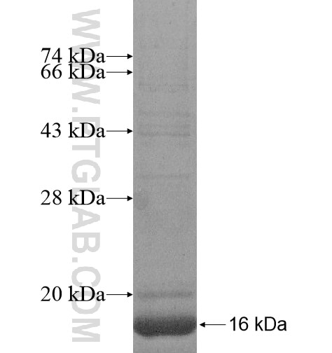 GPR182 fusion protein Ag14719 SDS-PAGE
