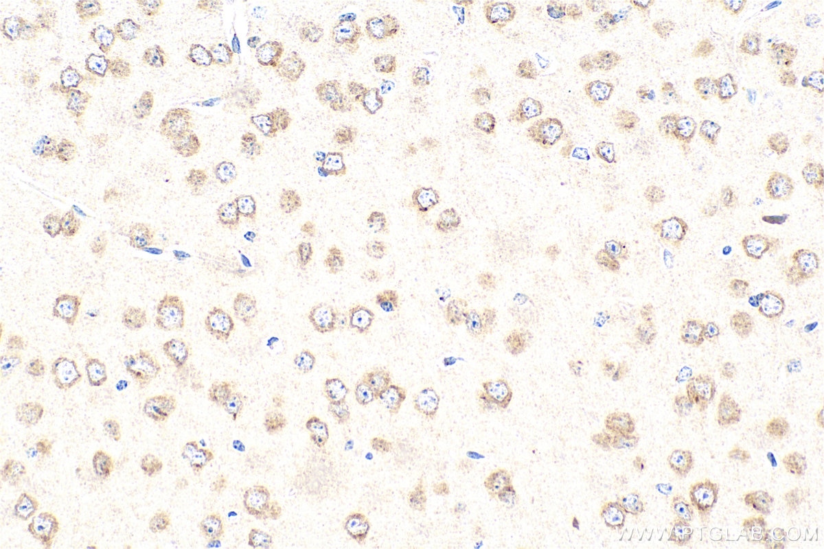 Immunohistochemistry (IHC) staining of mouse brain tissue using GPR183/EBI2 Polyclonal antibody (12377-1-AP)
