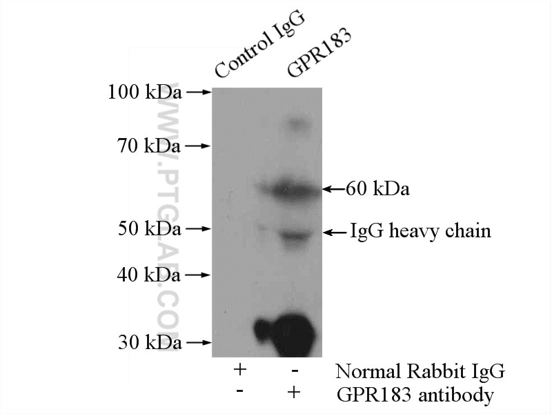 Immunoprecipitation (IP) experiment of mouse lung tissue using GPR183/EBI2 Polyclonal antibody (12377-1-AP)