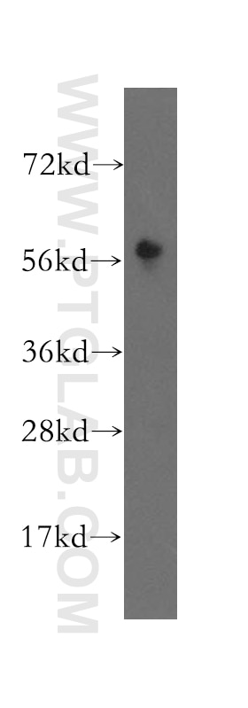 Western Blot (WB) analysis of Raji cells using GPR183/EBI2 Polyclonal antibody (12377-1-AP)
