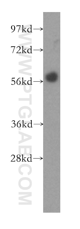 Western Blot (WB) analysis of HeLa cells using GPR183/EBI2 Polyclonal antibody (12377-1-AP)