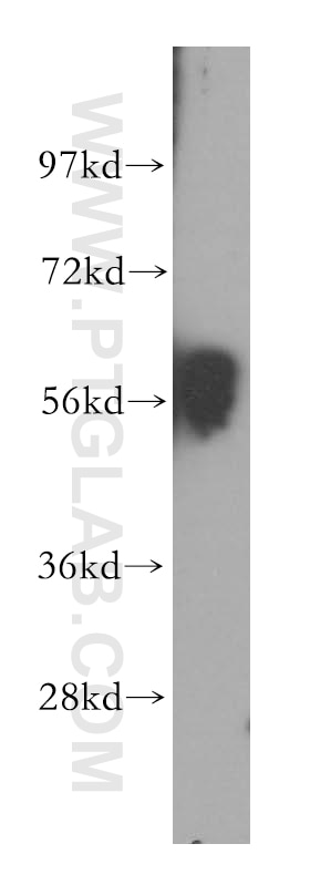 Western Blot (WB) analysis of mouse lung tissue using GPR183/EBI2 Polyclonal antibody (12377-1-AP)