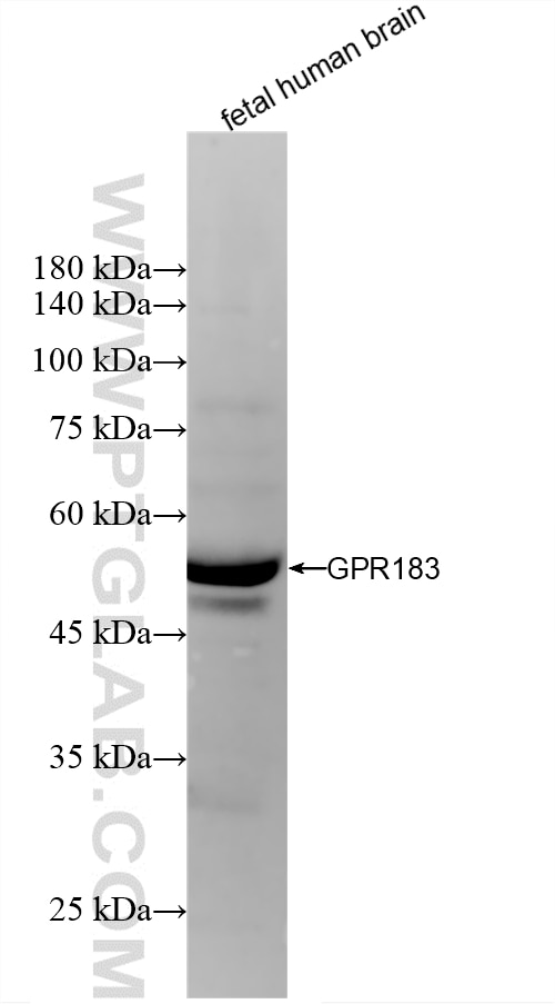 WB analysis using 87492-3-RR (same clone as 87492-3-PBS) Western Blot (WB) analysis of various lysates using GPR183 Recombinant monoclonal antibody (87492-3-RR)