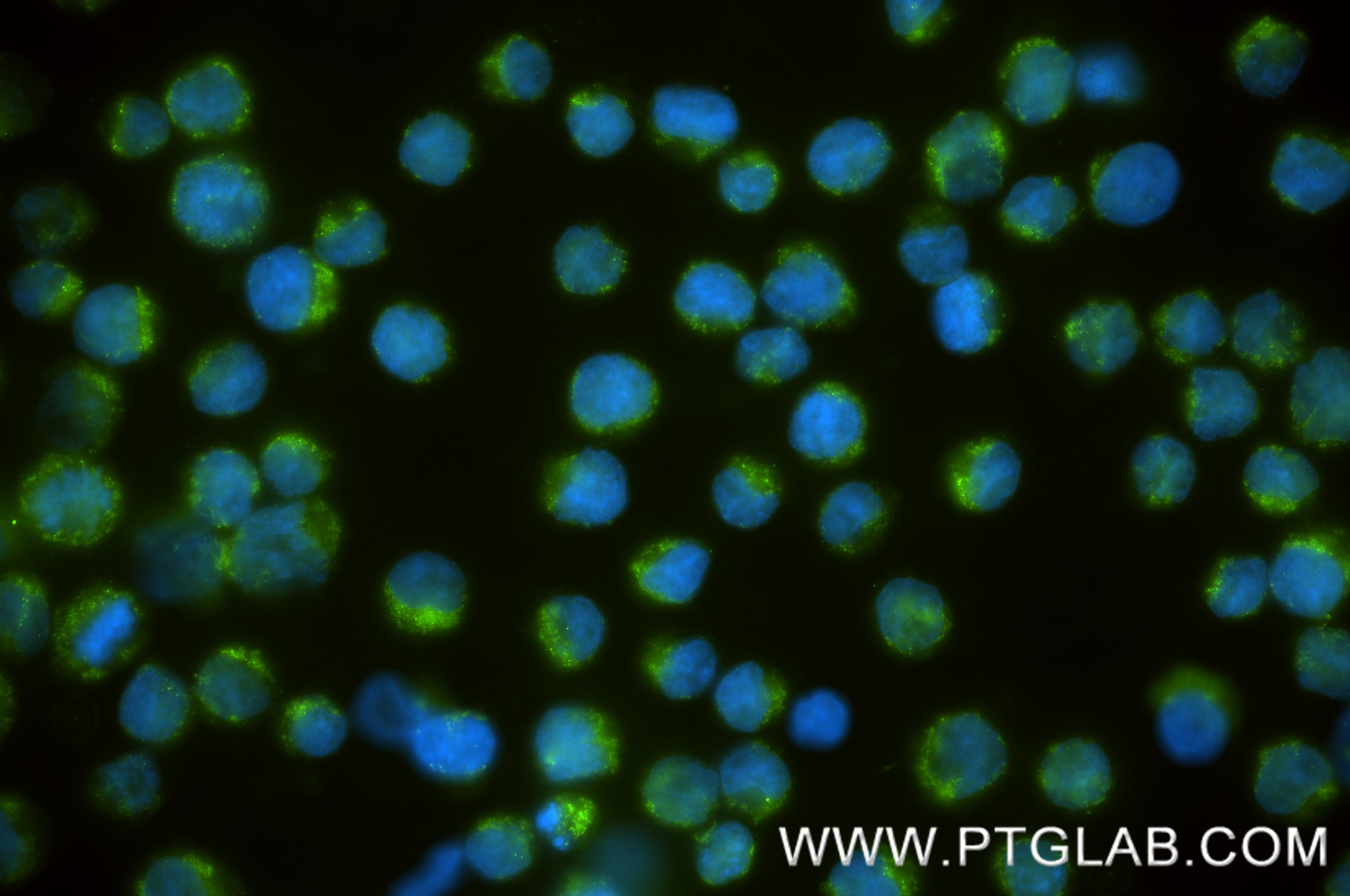 IF Staining of Raji using 87492-4-RR (same clone as 87492-4-PBS) Immunofluorescence (IF) / fluorescent staining of Raji cells using GPR183 Recombinant monoclonal antibody (87492-4-RR)