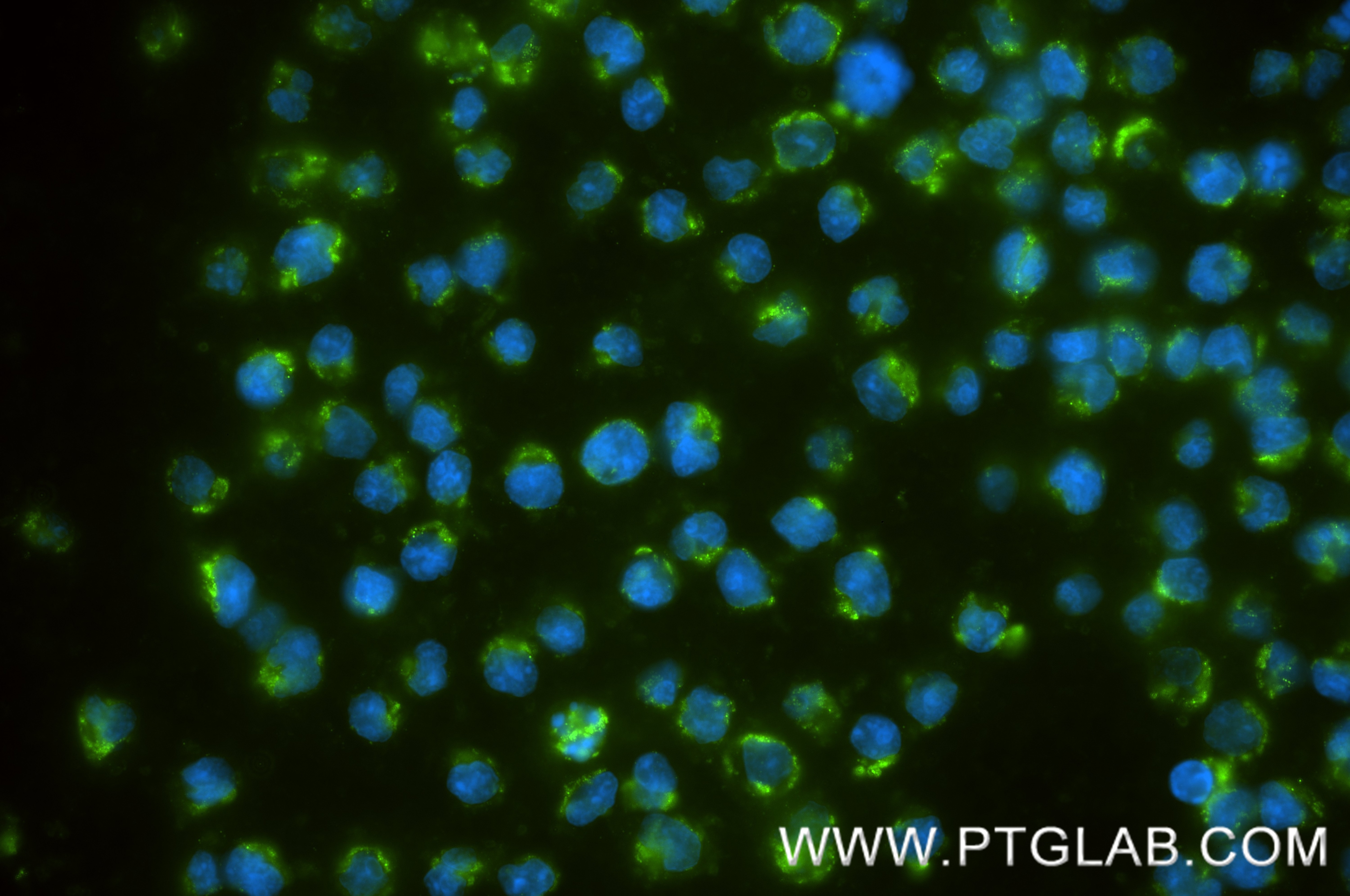 IF Staining of Daudi using 87492-4-RR (same clone as 87492-4-PBS) Immunofluorescence (IF) / fluorescent staining of Daudi cells using GPR183 Recombinant monoclonal antibody (87492-4-RR)