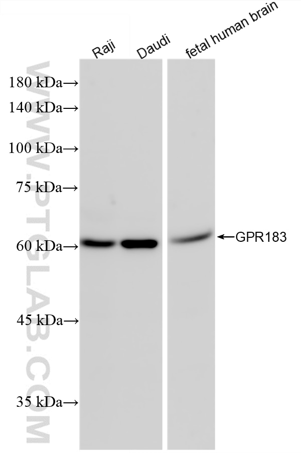 WB analysis using 87492-4-RR (same clone as 87492-4-PBS) Western Blot (WB) analysis of various lysates using GPR183 Recombinant monoclonal antibody (87492-4-RR)