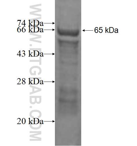 GPR183 fusion protein Ag3035 SDS-PAGE