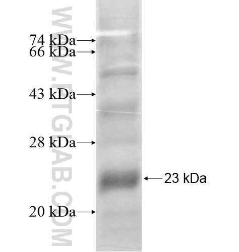 GPR21 fusion protein Ag12064 SDS-PAGE