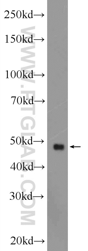 Western Blot (WB) analysis of mouse heart tissue using GPR22 Polyclonal antibody (19951-1-AP)