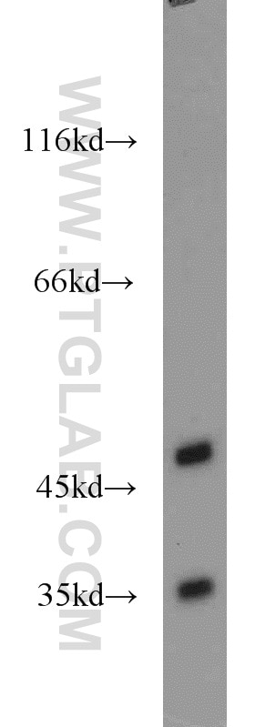 Western Blot (WB) analysis of mouse brain tissue using GPR22 Polyclonal antibody (19951-1-AP)
