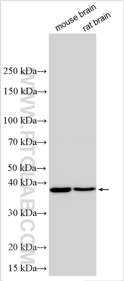 Western Blot (WB) analysis of various lysates using GPR34 Polyclonal antibody (22149-1-AP)