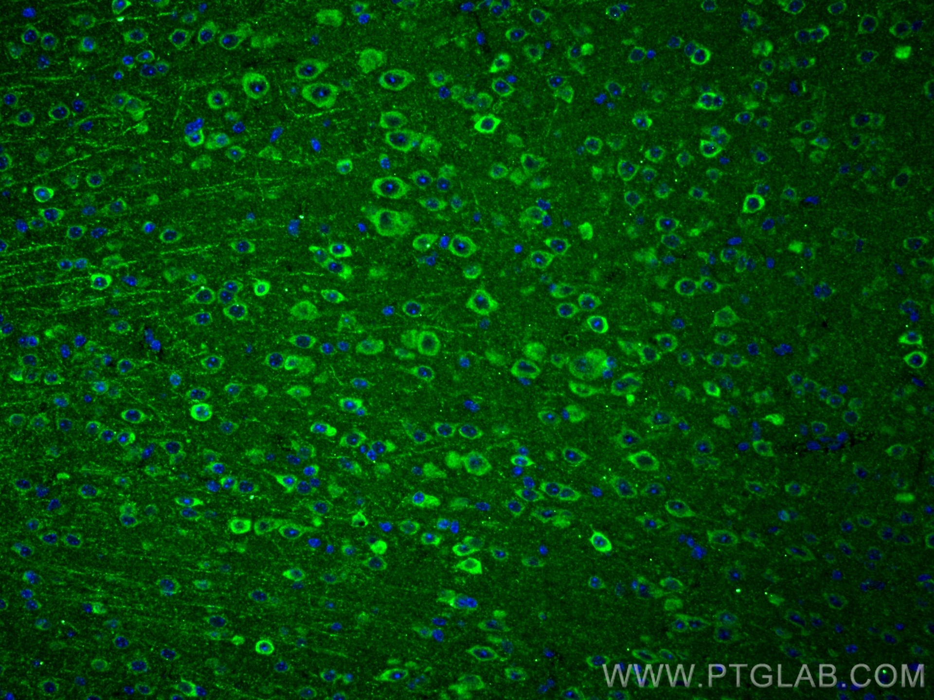 Immunofluorescence (IF) / fluorescent staining of mouse brain tissue using GPR37/Pael-R Polyclonal antibody (14820-1-AP)