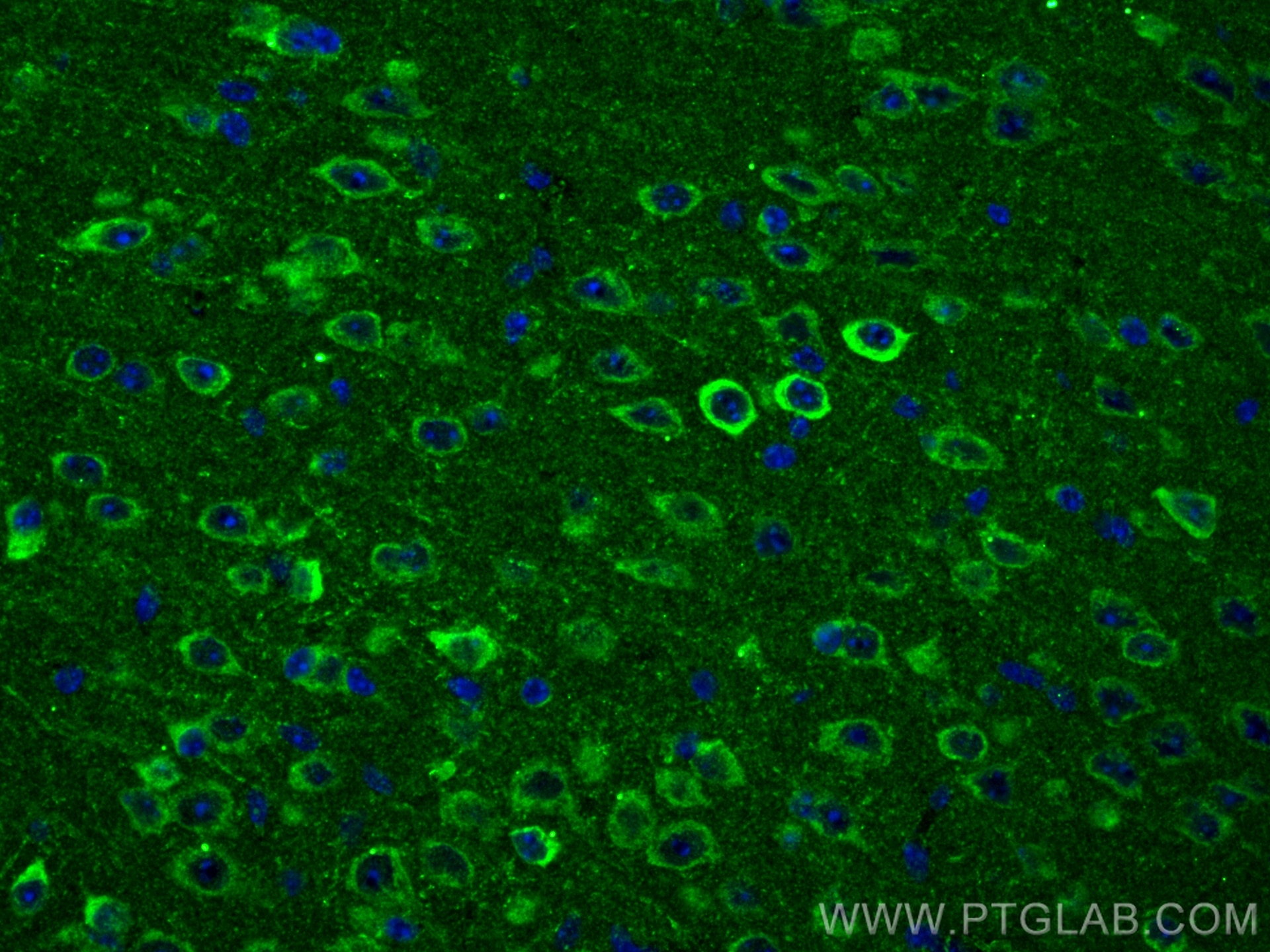 Immunofluorescence (IF) / fluorescent staining of mouse brain tissue using GPR37/Pael-R Polyclonal antibody (14820-1-AP)