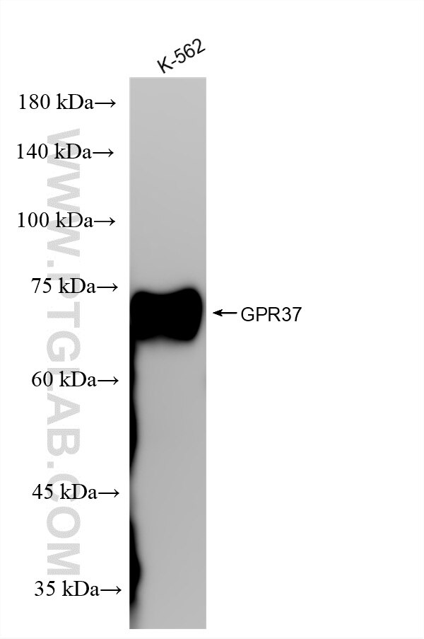 Western Blot (WB) analysis of various lysates using GPR37 Recombinant monoclonal antibody (87095-1-RR)
