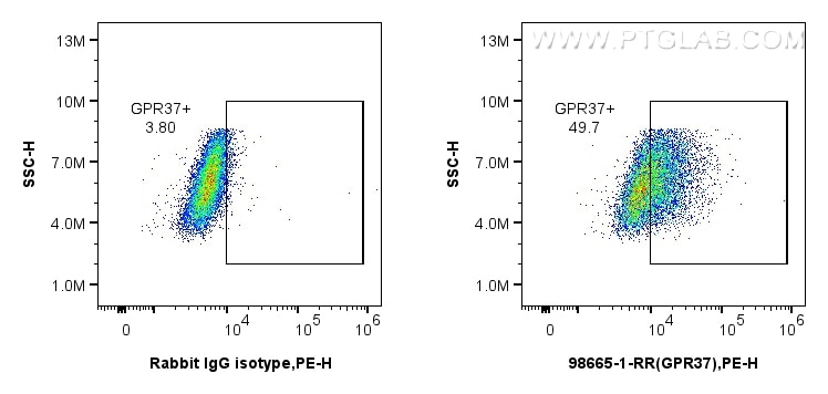 Flow cytometry (FC) experiment of A172 cells using Anti-Human GPR37 Rabbit Recombinant Antibody (98665-1-RR)