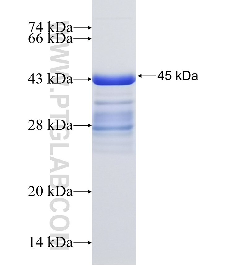 GPR37 fusion protein Ag32431 SDS-PAGE