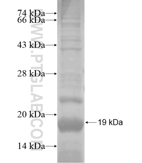 GPR39 fusion protein Ag19913 SDS-PAGE