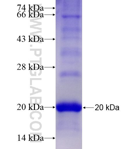 GPR4 fusion protein Ag28273 SDS-PAGE