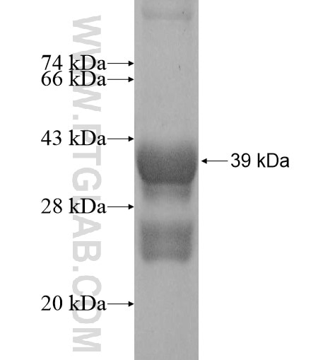 GPR4 fusion protein Ag11843 SDS-PAGE