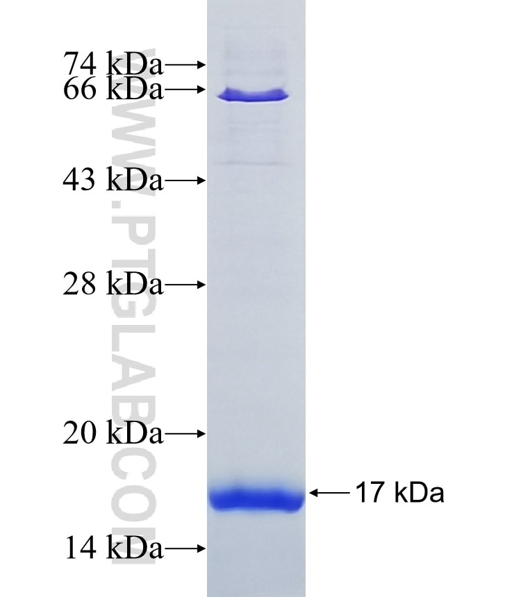 GPR4 fusion protein Ag12065 SDS-PAGE