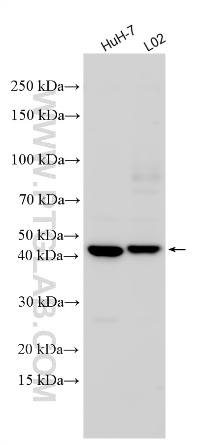 Western Blot (WB) analysis of various lysates using GPR42P Polyclonal antibody (19760-1-AP)