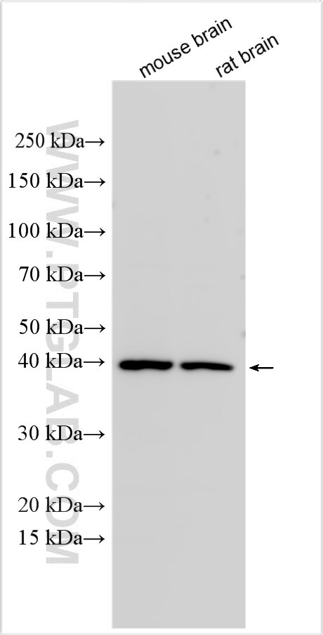 Western Blot (WB) analysis of various lysates using GPR45 Polyclonal antibody (32003-1-AP)
