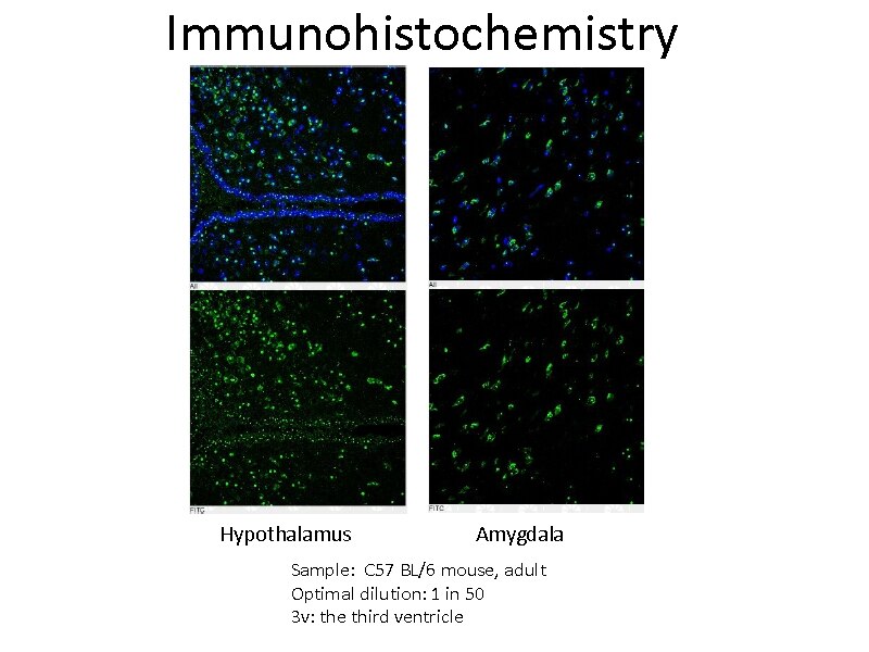 Immunofluorescence (IF) / fluorescent staining of mouse brain tissue using GPR50 Polyclonal antibody (19762-1-AP)