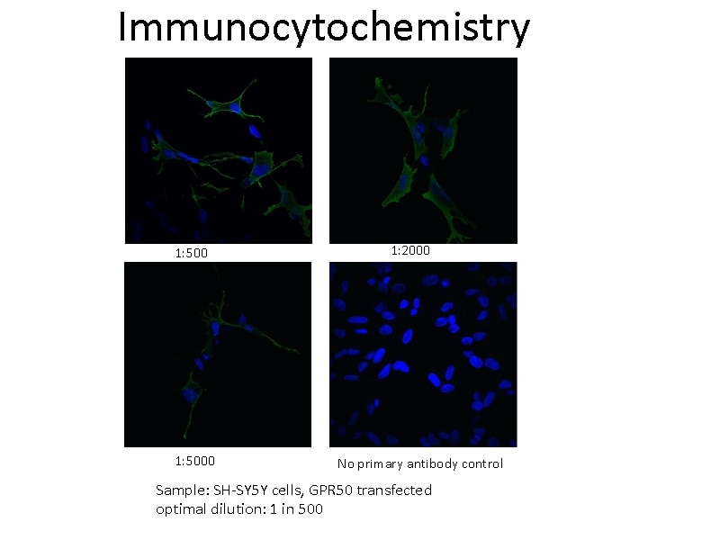 Immunofluorescence (IF) / fluorescent staining of SH-SY5Y cells using GPR50 Polyclonal antibody (19762-1-AP)