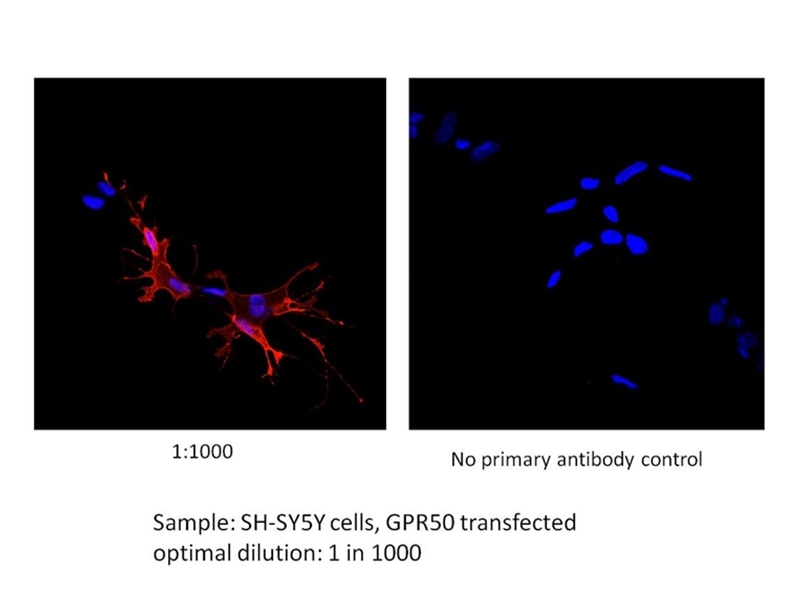Immunofluorescence (IF) / fluorescent staining of SH-SY5Y cells using GPR50 Polyclonal antibody (21514-1-AP)