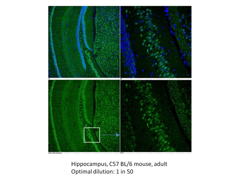 Immunofluorescence (IF) / fluorescent staining of mouse Hippocamus tissue using GPR50 Polyclonal antibody (21514-1-AP)