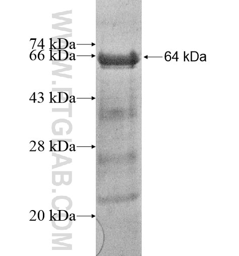 GPR50 fusion protein Ag16040 SDS-PAGE