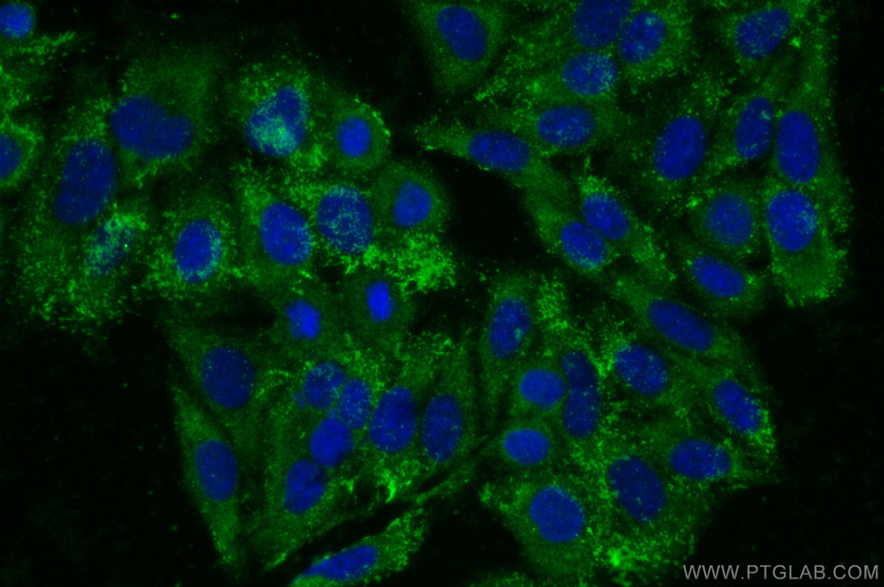 Immunofluorescence (IF) / fluorescent staining of HepG2 cells using GPR52 Polyclonal antibody (30863-1-AP)