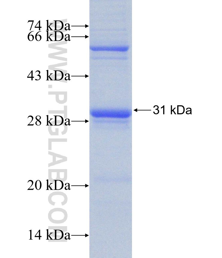 GPR52 fusion protein Ag31188 SDS-PAGE