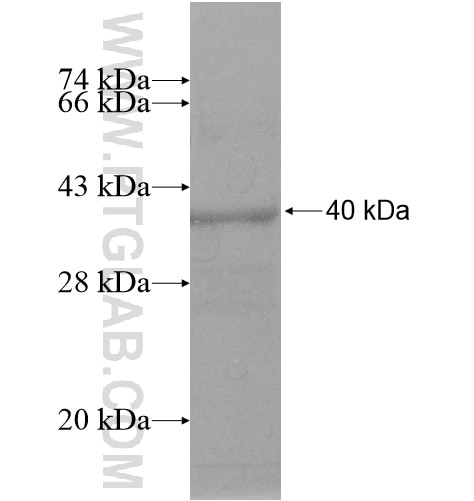 GPR52 fusion protein Ag11831 SDS-PAGE