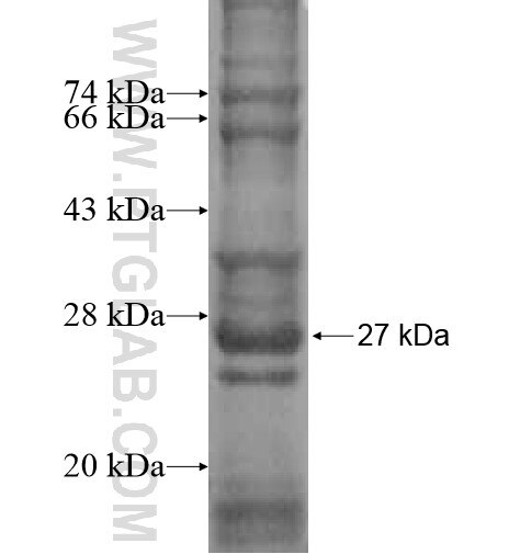 GPR6 fusion protein Ag11922 SDS-PAGE