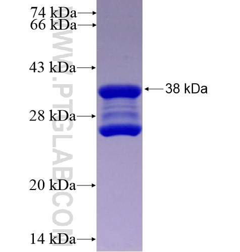 GPR61 fusion protein Ag11833 SDS-PAGE