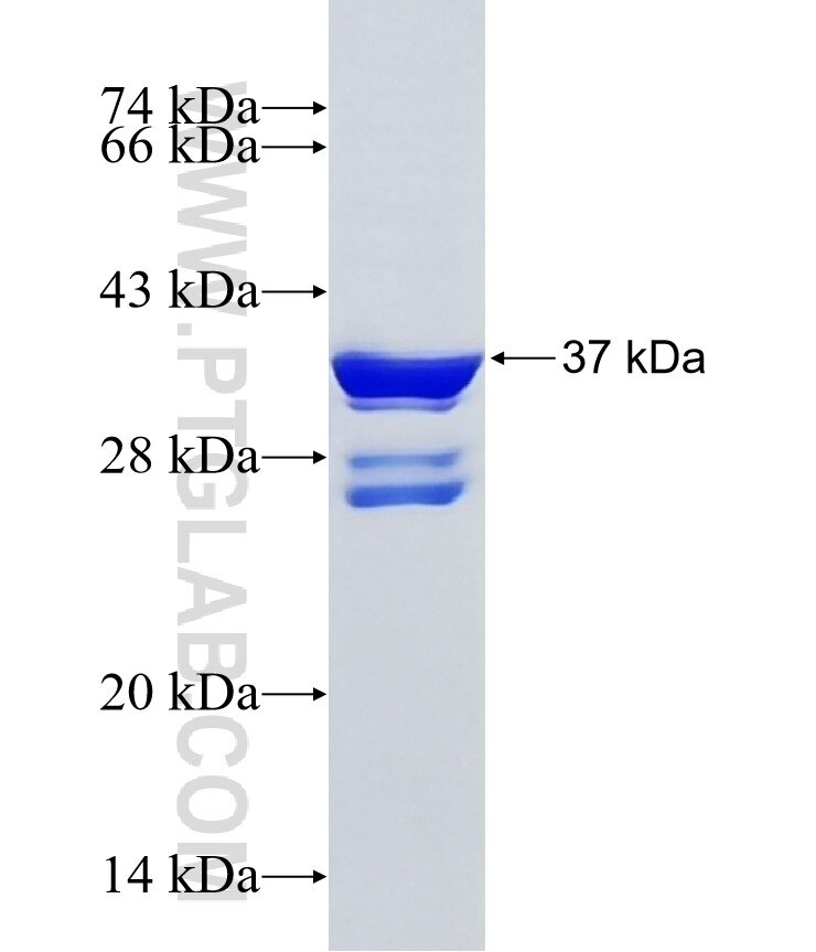 GPR62 fusion protein Ag40672 SDS-PAGE