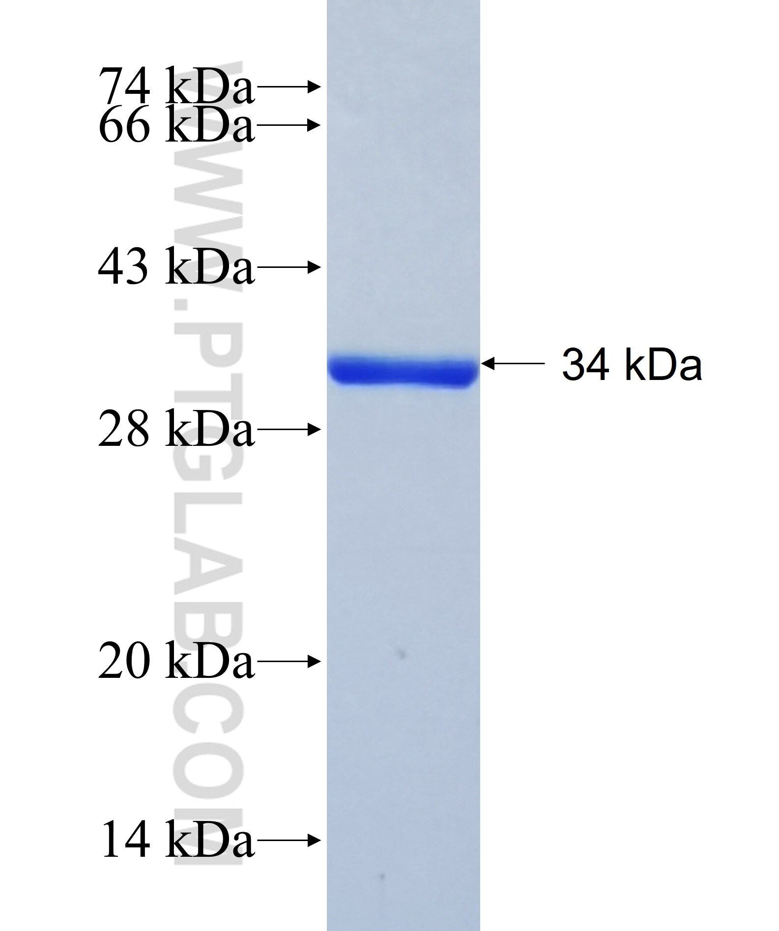 GPR64 fusion protein Ag25489 SDS-PAGE