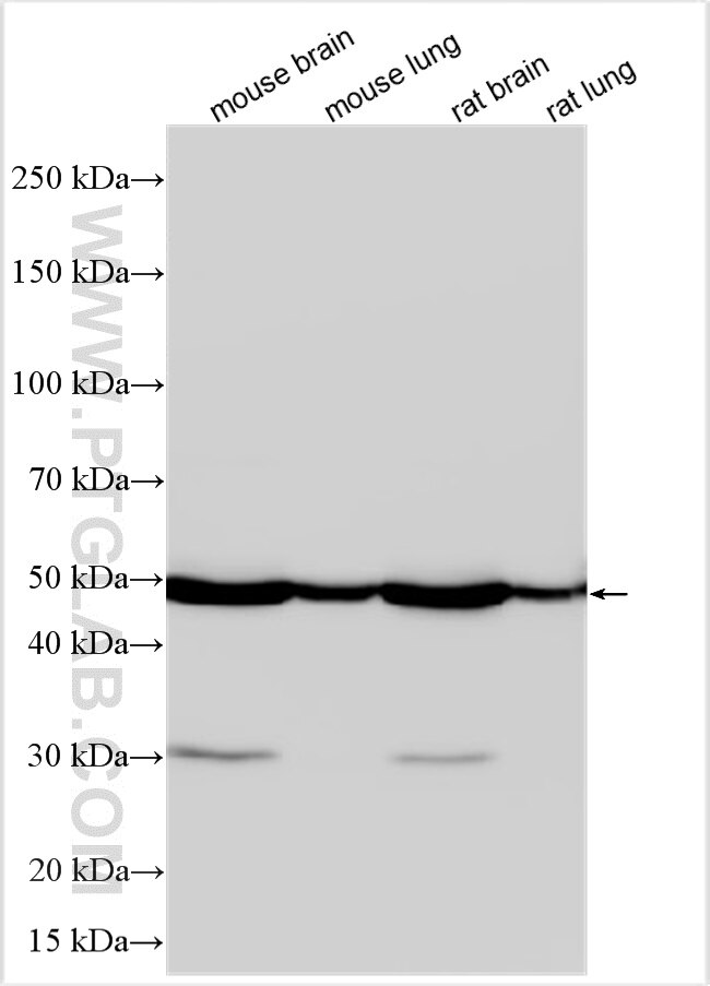 Western Blot (WB) analysis of various lysates using GPR68 Polyclonal antibody (18826-1-AP)