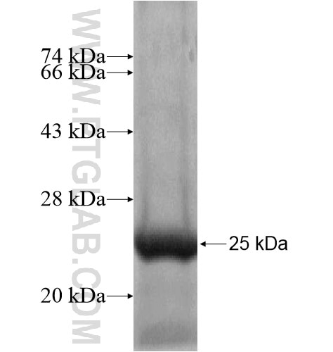 GPR75 fusion protein Ag12053 SDS-PAGE