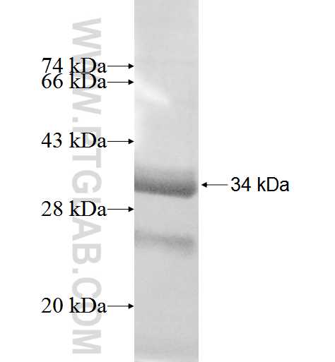 GPR78 fusion protein Ag5118 SDS-PAGE