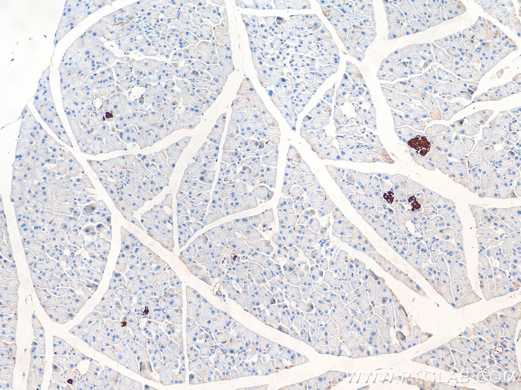 Immunohistochemistry (IHC) staining of mouse pancreas tissue using GPR81 Polyclonal antibody (20146-1-AP)
