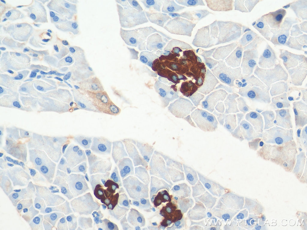 Immunohistochemistry (IHC) staining of mouse pancreas tissue using GPR81 Polyclonal antibody (20146-1-AP)