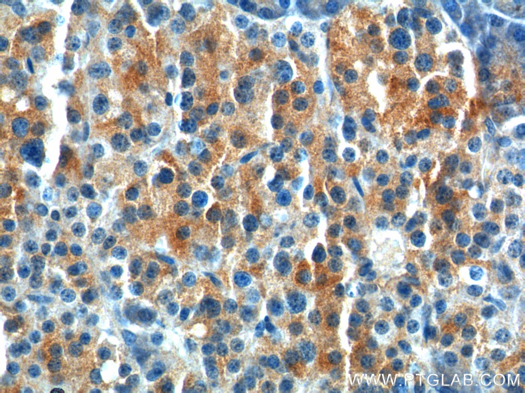 Immunohistochemistry (IHC) staining of human pancreas tissue using GPR81 Polyclonal antibody (20146-1-AP)