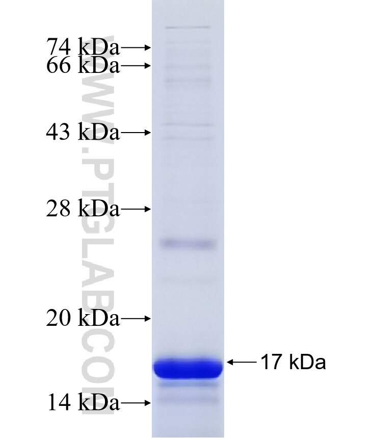 GPR81 fusion protein Ag13669 SDS-PAGE