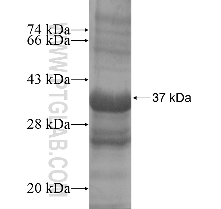 GPR81 fusion protein Ag13682 SDS-PAGE