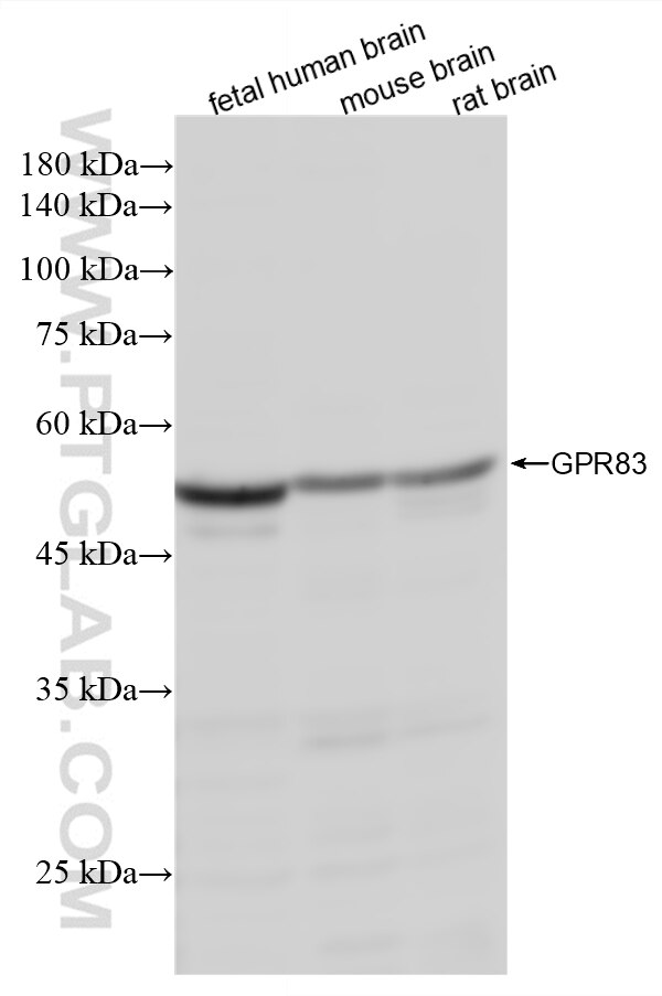 Western Blot (WB) analysis of various lysates using GPR83 Recombinant monoclonal antibody (87758-1-RR)